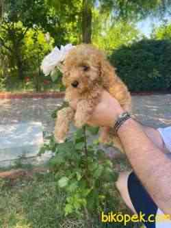 ŞİRİN PASAPORTLU POODLE YAVRULARIMIZ 2