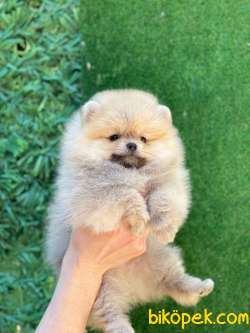 Şirin Pomeranian 2