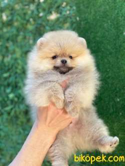 Şirin Pomeranian 3