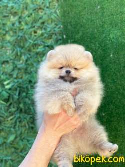 Şirin Pomeranian 4