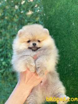 Şirin Pomeranian 1
