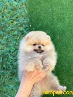 Şirin Pomeranian 5