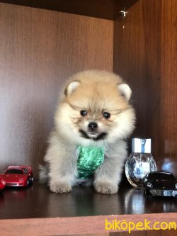 ŞİRİN POMERANİAN YAVRULARI 2