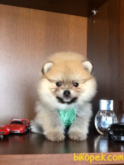 ŞİRİN POMERANİAN YAVRULARI 1