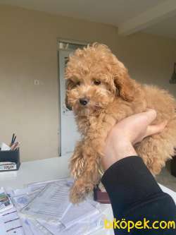 ŞİRİN POODLE 2