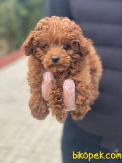 ŞİRİN POODLE YAVRULARIMIZZ GELMİŞTİRR 3