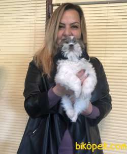 Şirin Sevimli Harika Shih Tzu Yavrularımız 4