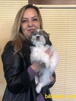 Şirin Sevimli Harika Shih Tzu Yavrularımız 5