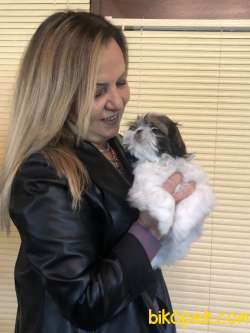 Şirin Sevimli Harika Shih Tzu Yavrularımız 3