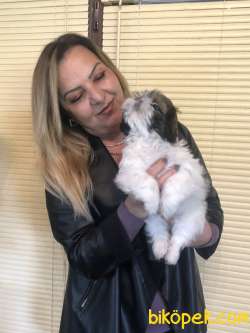 Şirin Sevimli Harika Shih Tzu Yavrularımız 1