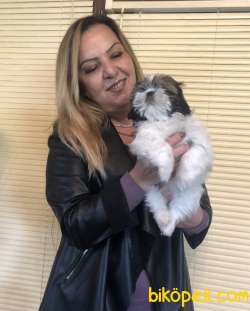 Şirin Sevimli Harika Shih Tzu Yavrularımız 2