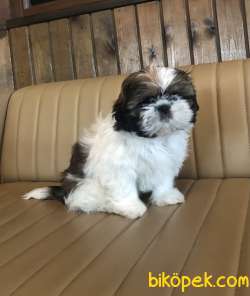 Şirin Sevimli Tatlış Shih Tzu Yavrularımız 5
