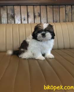 Şirin Sevimli Tatlış Shih Tzu Yavrularımız 1