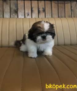 Şirin Sevimli Tatlış Shih Tzu Yavrularımız 4