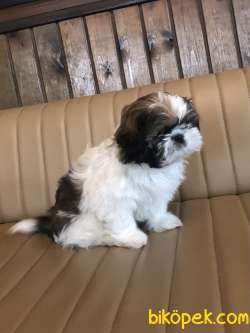 Şirin Sevimli Tatlış Shih Tzu Yavrularımız 2