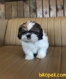 Şirin Sevimli Tatlış Shih Tzu Yavrularımız 3