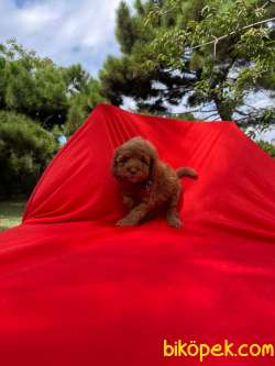 ŞİRİN TOY POODLE YAVRULARI 2