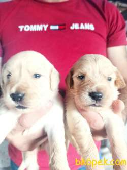 Şirin Yüzlü Golden Retriever Yavrular 1