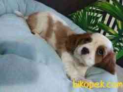 Şirin Yüzlü Irk Garantili Cavalier King Charles Yavrular 1