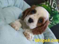 Şirin Yüzlü Irk Garantili Cavalier King Charles Yavrular 3