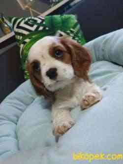 Şirin Yüzlü Irk Garantili Cavalier King Charles Yavrular 2
