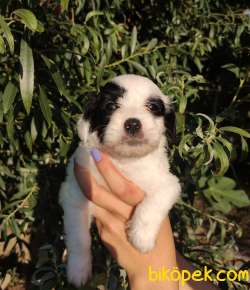 Şirin Yüzlü Irk Garantili Terrier Yavrular 1
