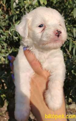 Şirin Yüzlü Irk Garantili Terrier Yavrular 2