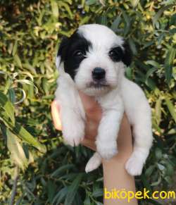 Şirin Yüzlü Irk Garantili Terrier Yavrular 4