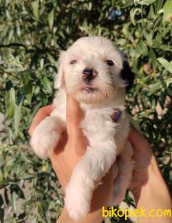 Şirin Yüzlü Irk Garantili Terrier Yavrular 3