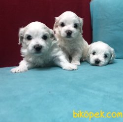 Şirinmi Şirin Maltese Terrier Yavrularımız 2