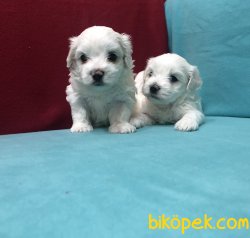 Şirinmi Şirin Maltese Terrier Yavrularımız 1