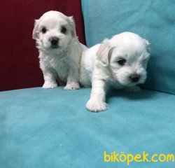 Şirinmi Şirin Maltese Terrier Yavrularımız 5