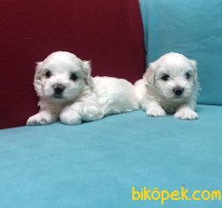 Şirinmi Şirin Maltese Terrier Yavrularımız 3