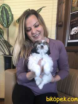 Şirinmi Şirin Shih Tzu Yavrularımız 4
