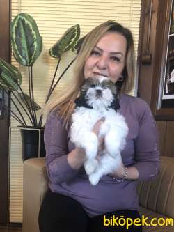 Şirinmi Şirin Shih Tzu Yavrularımız 5