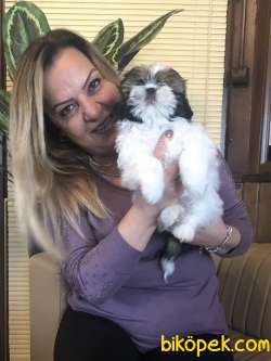 Şirinmi Şirin Shih Tzu Yavrularımız 3
