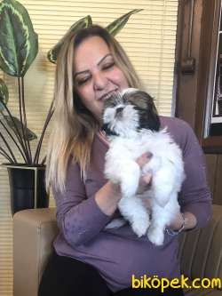 Şirinmi Şirin Shih Tzu Yavrularımız 2