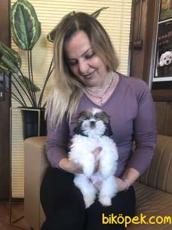 Şirinmi Şirin Shih Tzu Yavrularımız 1