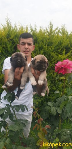 Sivas Kangal Da Öncüyüz Orijinal Safkan Yavrular 2