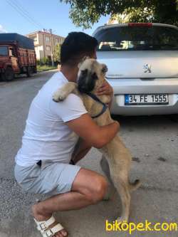 Sıvas Kangalı 2,5 Aylık 2