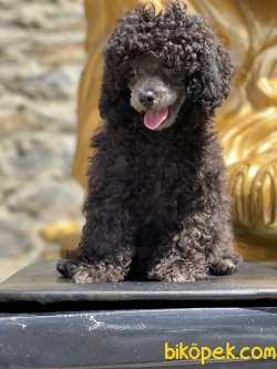Siver Grey Toy Poodle Anne Baba Secereli Türkiyede Tek 4