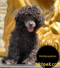 Siver Grey Toy Poodle Anne Baba Secereli Türkiyede Tek 5