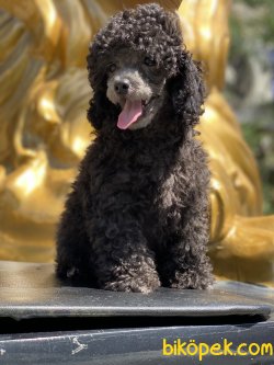 Siver Grey Toy Poodle Anne Baba Secereli Türkiyede Tek 3