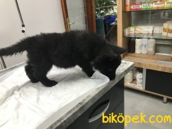 Siyah Alman Kurdu Aşılı Karneli 3