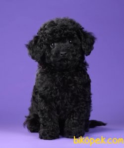 Siyah Bebek Suratlı Toy Poodle Yavrularımız 2
