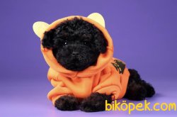 Siyah Bebek Suratlı Toy Poodle Yavrularımız 3