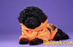 Siyah Bebek Suratlı Toy Poodle Yavrularımız 1