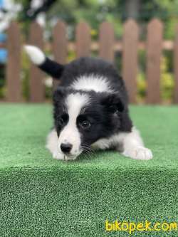 Siyah Beyaz Disi Border Collie Yavrularimiz 2