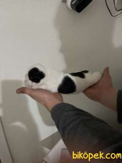Siyah Beyaz French Bulldog 5