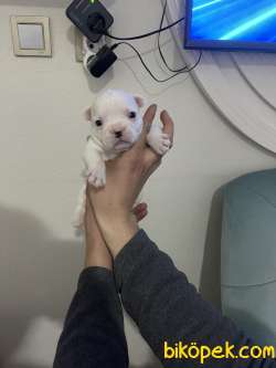 Siyah Beyaz French Bulldog 3
